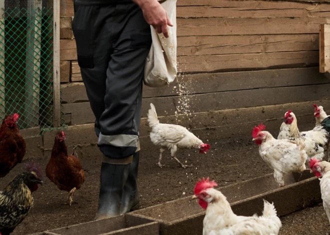 "Берите кур и сажайте капусту": латвийцам все настойчивее рекомендуют обеспечивать себя самостоятельно