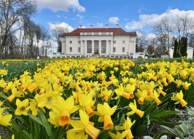 Более 5 миллионов тюльпанов, весенние цветы и атмосфера Ренессанса.
