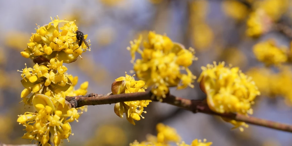 Nedēļas nogalē Latvijā valdīs patīkams pavasara laiks.