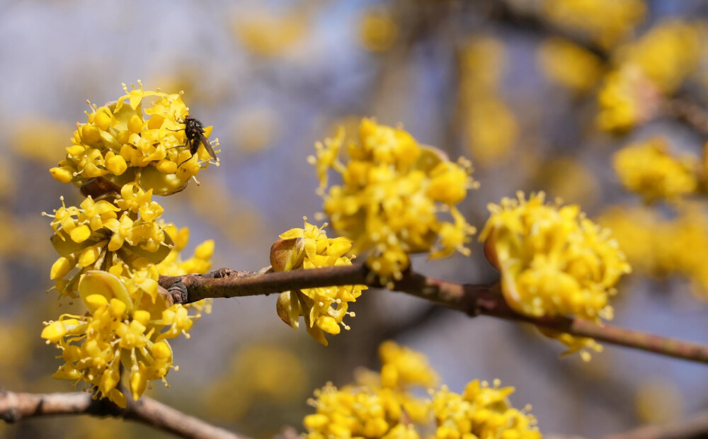 Brīvdienās Latvijā saglabāsies pavasarīgi silts un saulains laiks