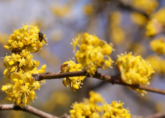 Brīvdienās Latvijā saglabāsies pavasarīgi silts un saulains laiks