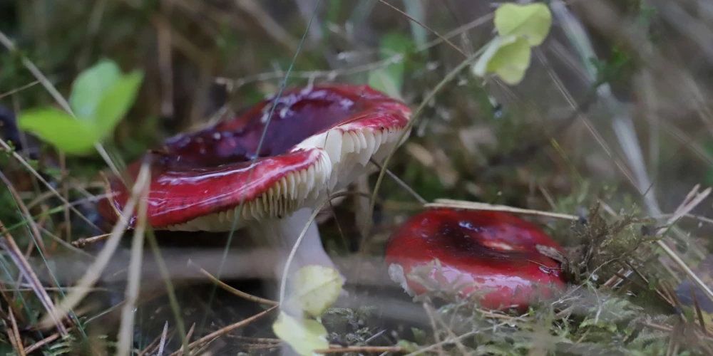 Bērzlapes./Ilustratīvs attēls.