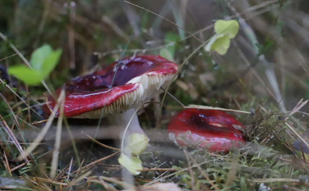 Somijas sēnēs joprojām atrod Čornobiļas katastrofas pēdas