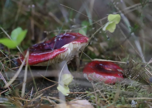 Bērzlapes./Ilustratīvs attēls.