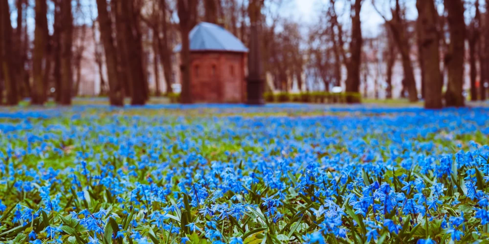 Zilsniedzītes Lielajos kapos