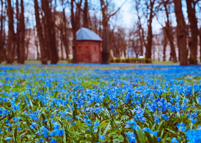 Zilsniedzītes Lielajos kapos