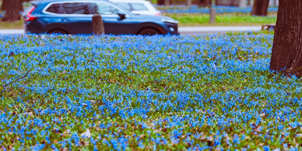 Zilsniedzītes Lielajos kapos