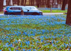 Nereāls skaistums! Zilsniedzītes pārvērš Lielos kapus zilā jūrā. FOTO, VIDEO