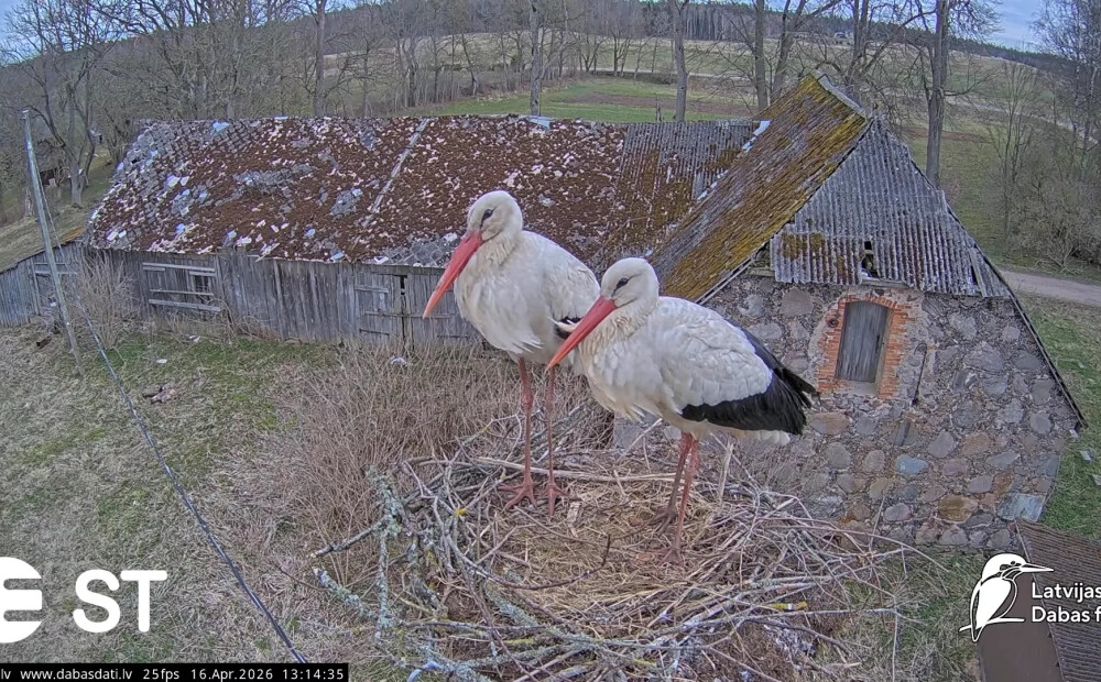 Tukuma balto stārķu privātā dzīve atkal vērojama tiešraidē