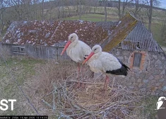 Tukuma balto stārķu privātā dzīve atkal vērojama tiešraidē