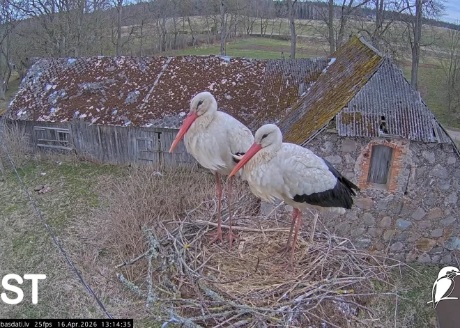 Tukuma balto stārķu privātā dzīve atkal vērojama tiešraidē