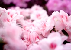 В пятницу температура воздуха поднимется до +17 градусов