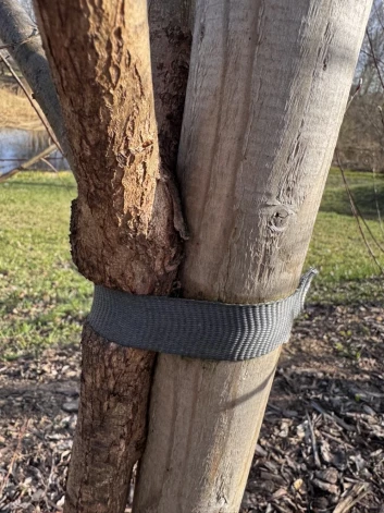 Rēzeknes pilsētas saimnieki laikus nav parūpējušies, lai nemocītu jaunos kociņus un laikus tos atsaitētu no stabiņiem.