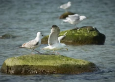 Igaunijas krastā izskalotas drona atlūzas