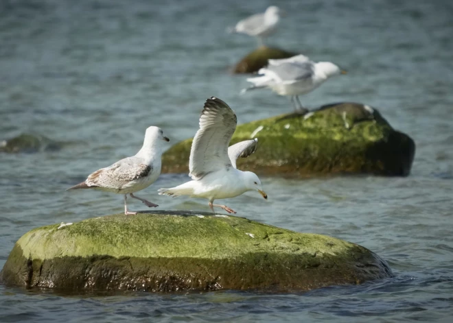 Igaunijas krastā izskalotas drona atlūzas
