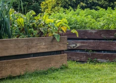 Vieglāk kopt, augi aug ātrāk - arvien populārāki kļūst dārziņi augstajās dobēs