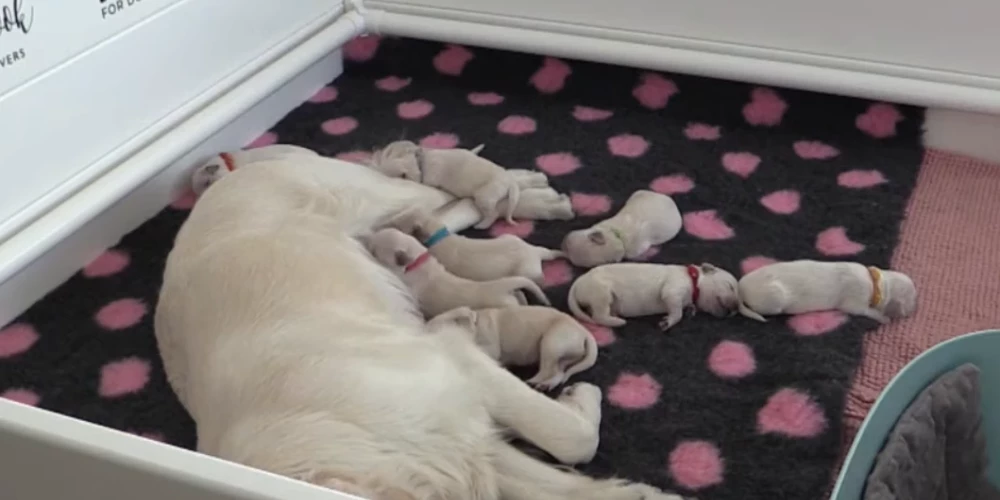 Holija ar kucēniem (ekrānuzņēmums no video)