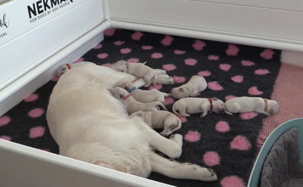 Cik mīļi! Tiešsaistē var vērot jaundzimušo kucēnu dzīvi: Igaunijas laikraksts piedāvā unikālu iespēju