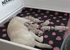 Cik mīļi! Tiešsaistē var vērot jaundzimušo kucēnu dzīvi: Igaunijas laikraksts piedāvā unikālu iespēju