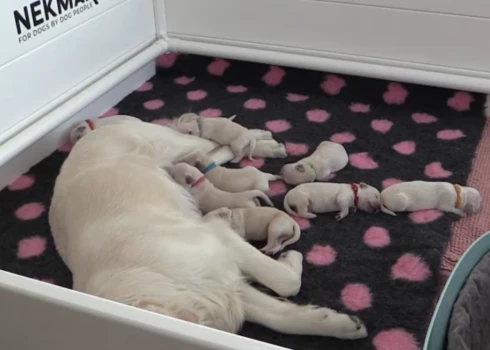 Holija ar kucēniem (ekrānuzņēmums no video)