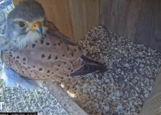 VIDEO: sākas pirmā sezona tiešraidei no lauku piekūnu būra elektrības stabā