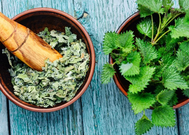 Ēdam nātres - brokastīs, pusdienās un vakariņās