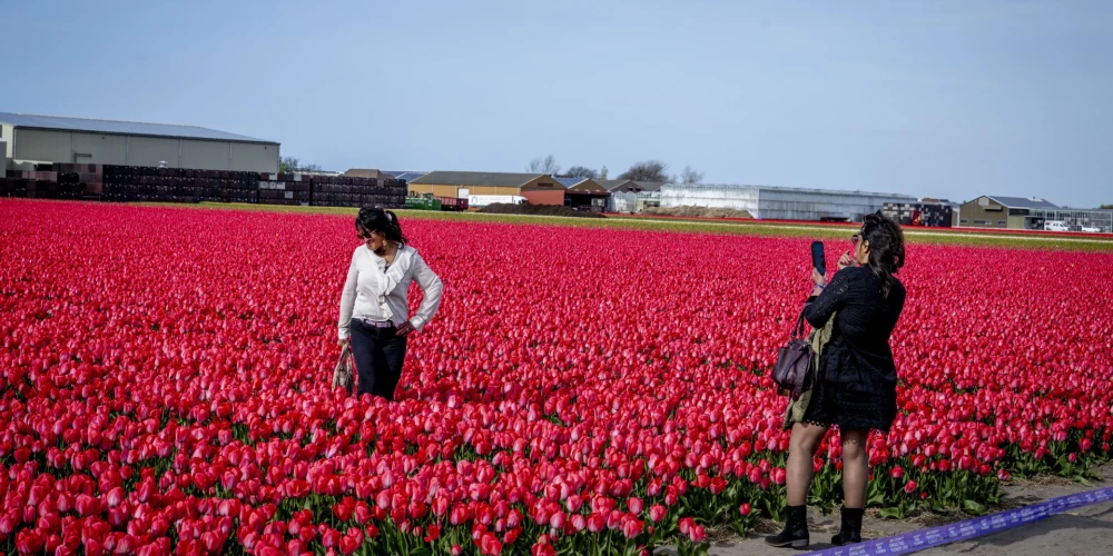 Нидерланды снова переживают самый зрелищный момент весны: тюльпанные поля вошли в фазу массового цветения.