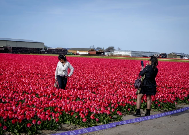 Нидерланды снова переживают самый зрелищный момент весны: тюльпанные поля вошли в фазу массового цветения.
