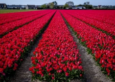 ФОТО: Нидерланды снова утонули в тюльпанах - туристы уже едут туда за фантастическими кадрами
