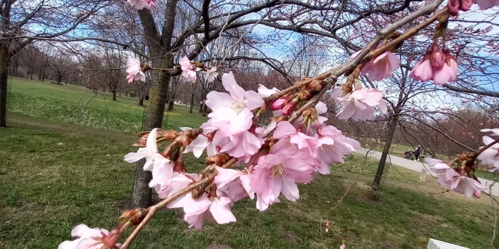 В парке Узварас началось цветение розовой сакуры.