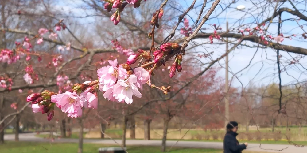 В парке Узварас началось цветение розовой сакуры.