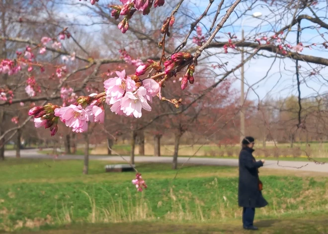 В парке Узварас началось цветение розовой сакуры.
