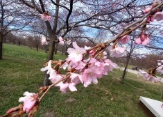 ФОТО: в парке Узварас уже начала цвести розовая сакура