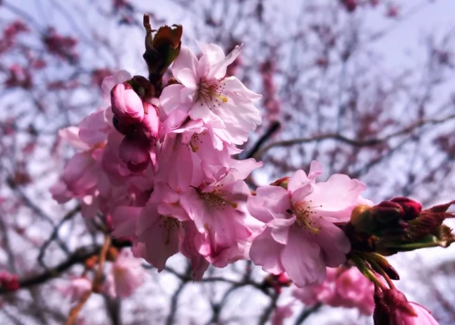 В субботу ожидается солнечная погода, местами до +17 градусов