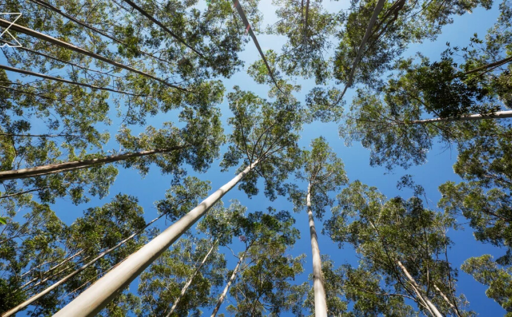 Baložos labiekārtos meža teritoriju