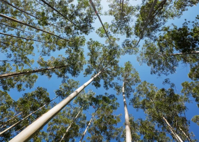 Baložos labiekārtos meža teritoriju