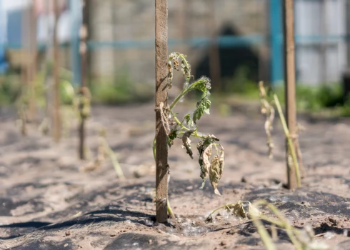 Иллюстративное фото.