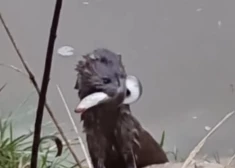 VIDEO: Maruta Siguldā iemūžinājusi neparastu skatu, kas sajūsminājis daudzus