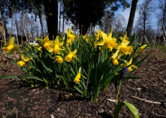 Солнце возвращается: какая погода ждет Латвию в субботу