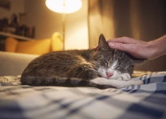 Хозяев пожилых кошек призвали не игнорировать признак, который легко принять за улучшение состояния