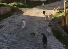 VIDEO: vīrietis ar neviltotu mīlestību un rūpēm pret kaķiem aizkustina soctīklu lietotājus