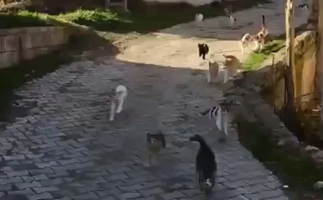 Izdzirdot vīrieša balsi, pamestie kaķi skrien pie viņa no visiem ciemata stūriem.