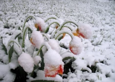 В начале недели в Латвии ночью похолодает до -4 градусов, а позже возможны снег и град