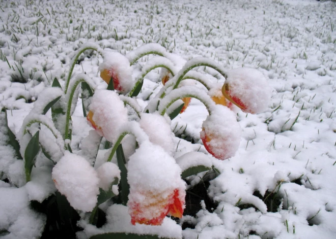 В начале недели в Латвии ночью похолодает до -4 градусов, а позже возможны снег и град