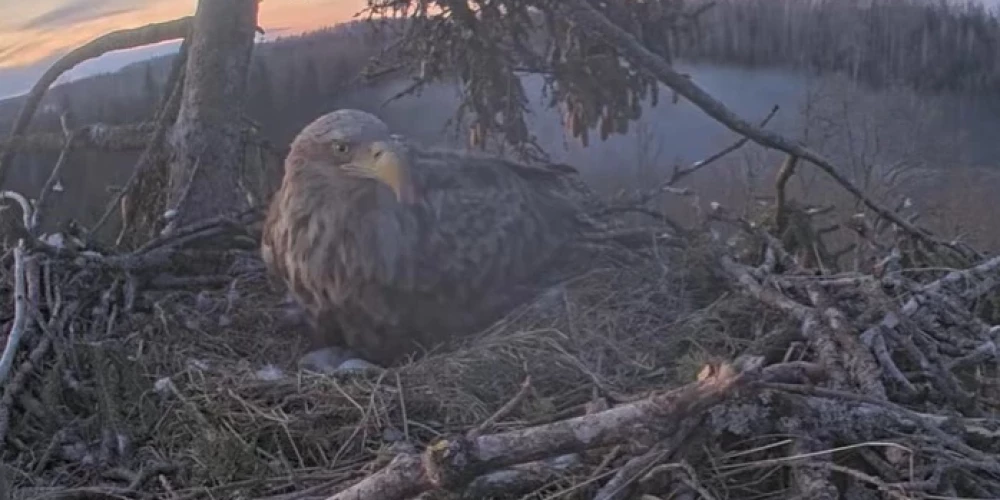 У Милды и Зорро в гнезде в Дурбе появился первый птенец.