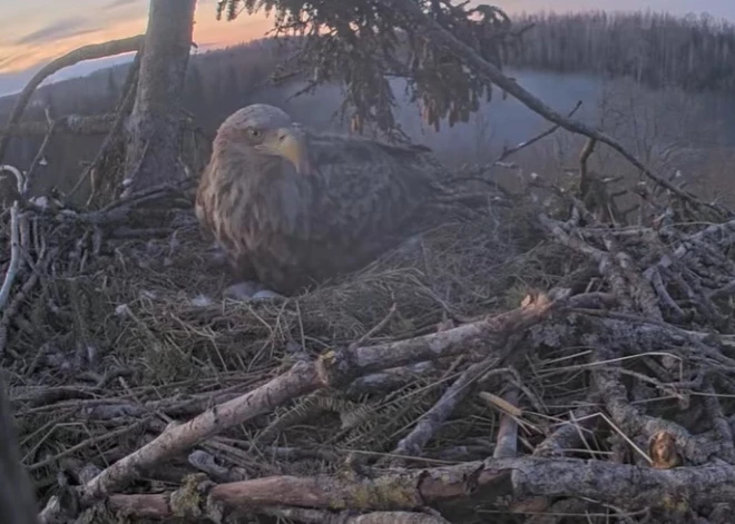 Хорошие новости из самого известного гнезда Латвии: там вылупился первый орленок