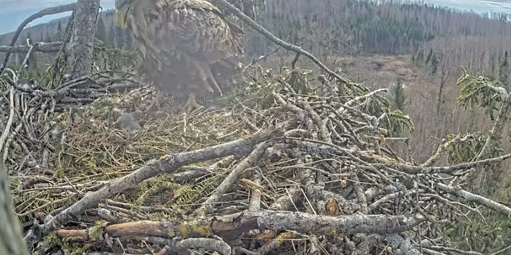 Tiešraides vērotāji gaida otrā mazuļa izšķilšanos un jau apspriež, kad notiks vārda došana jaunajiem ērgļiem.