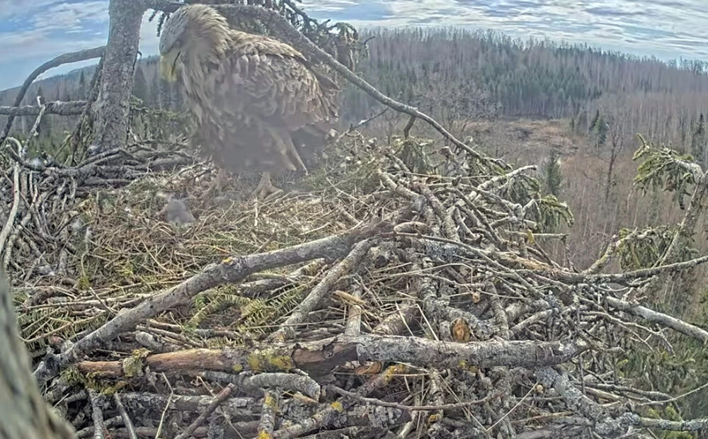 Priecīgs notikums Durbē: Mildai un Zorro izšķīlies pirmais cālis