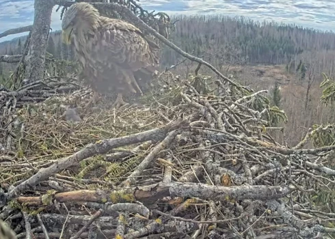 Tiešraides vērotāji gaida otrā mazuļa izšķilšanos un jau apspriež, kad notiks vārda došana jaunajiem ērgļiem.