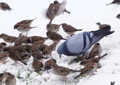 Nedēļas sākumā naktī temperatūra Latvijā pazemināsies līdz -4 grādiem, iespējams sniegs un krusa